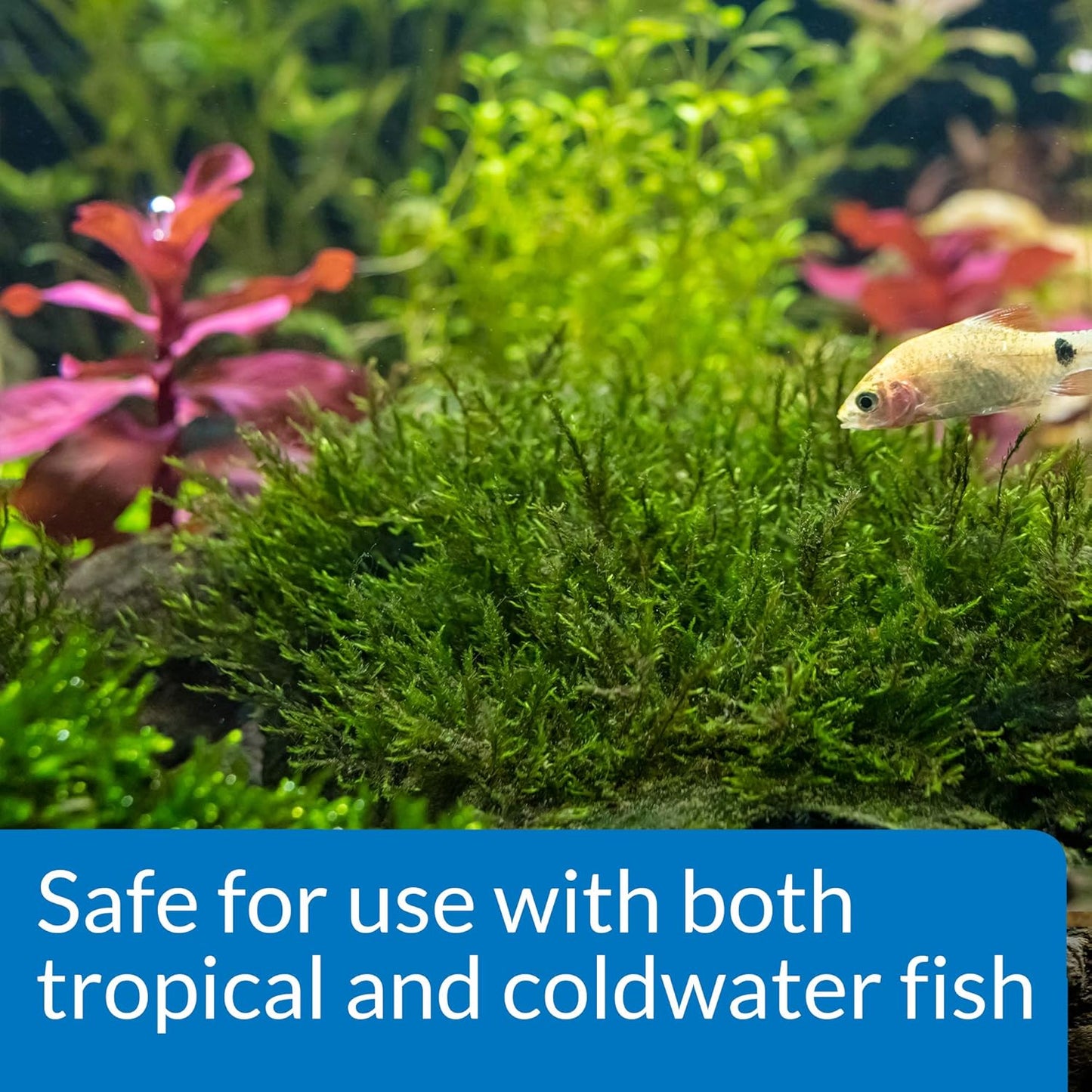 API Root TABS Freshwater Aquarium Plant Fertilizer 0.4-Ounce 10-Count Box,Tablets