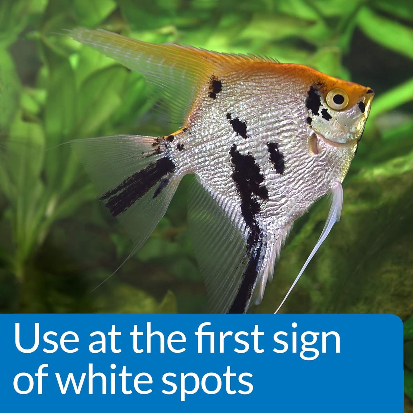 API Liquid Super Ick Cure, 150 Gram