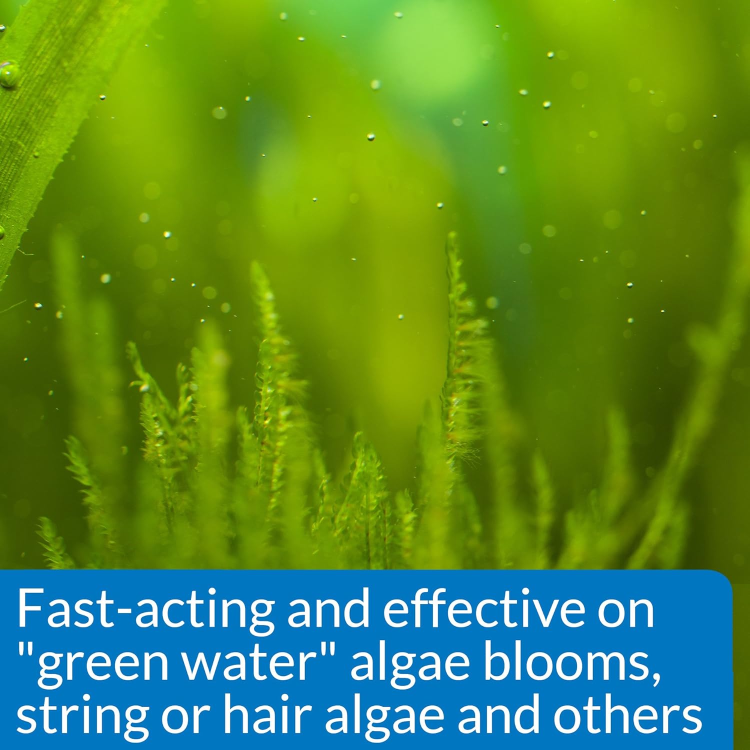 API Algaefix Algae Control (16 oz)