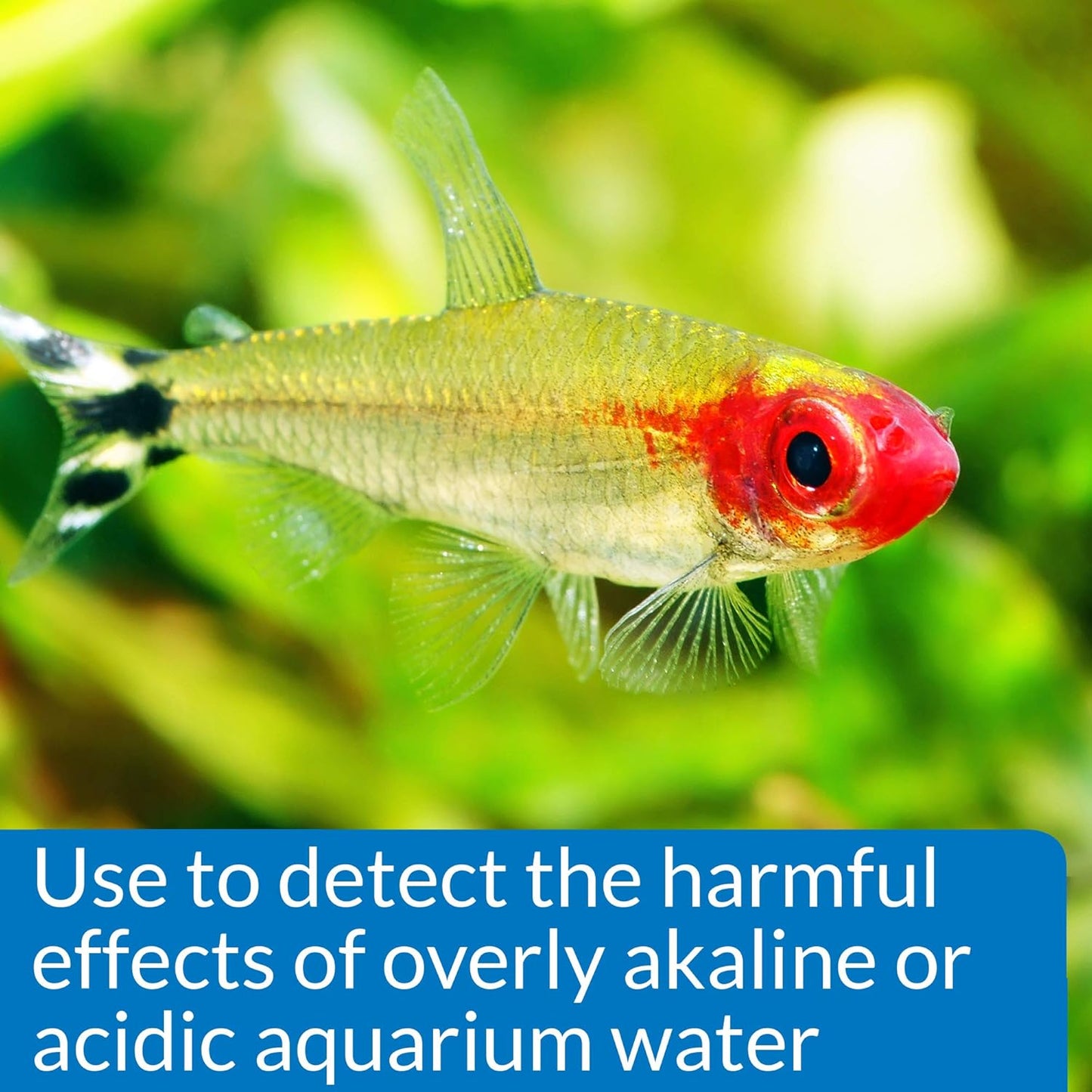 Aquarium Pharmaceuticals, Api, Mars Fishcare Api High Range Ph Test Kit for Aquariums