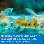 API Goldfish Care Pack Aquarium Water Conditioner 1.25-Ounce Bottle