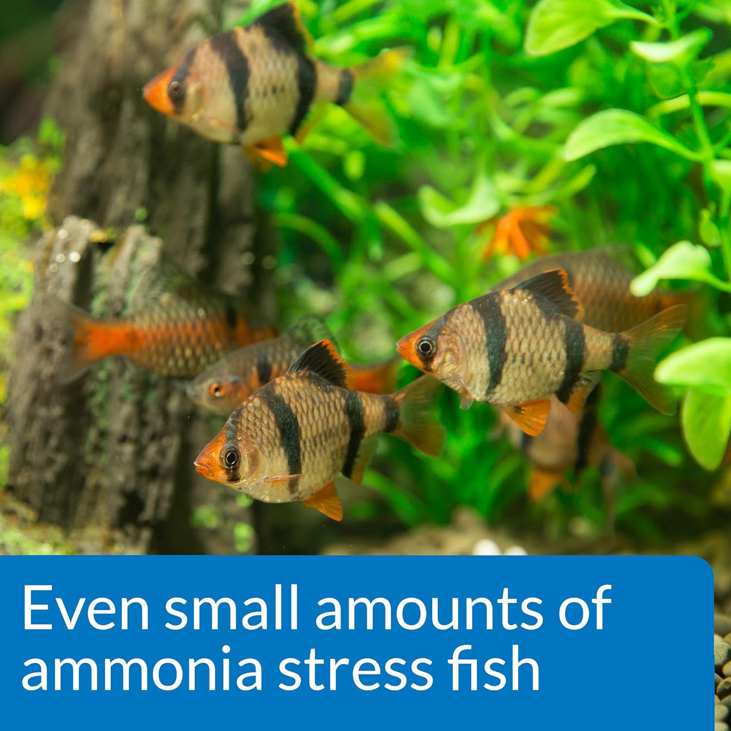 API Ammonia Test Kit for Aquarium, 1 Piece
