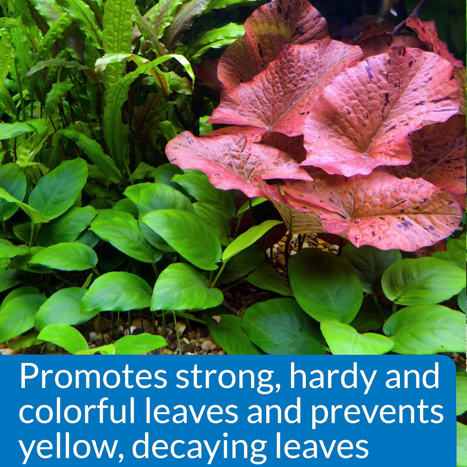 API Aquarium Pharmaceuticals Leaf Zone Liquid Plant Fertilizer, 8 oz