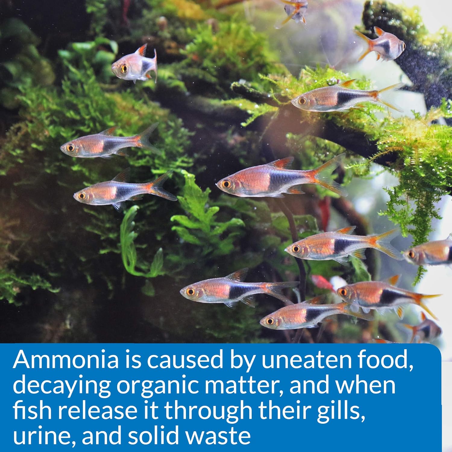 API Ammonia Test Kit for Aquarium, 1 Piece
