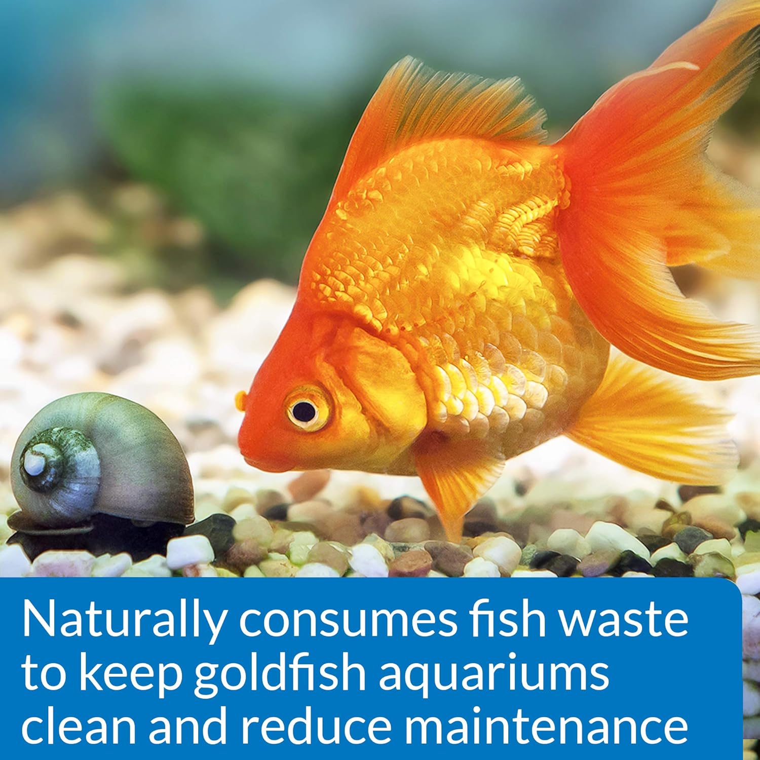 API Goldfish Protect, 4 OZ / 118.3 mL