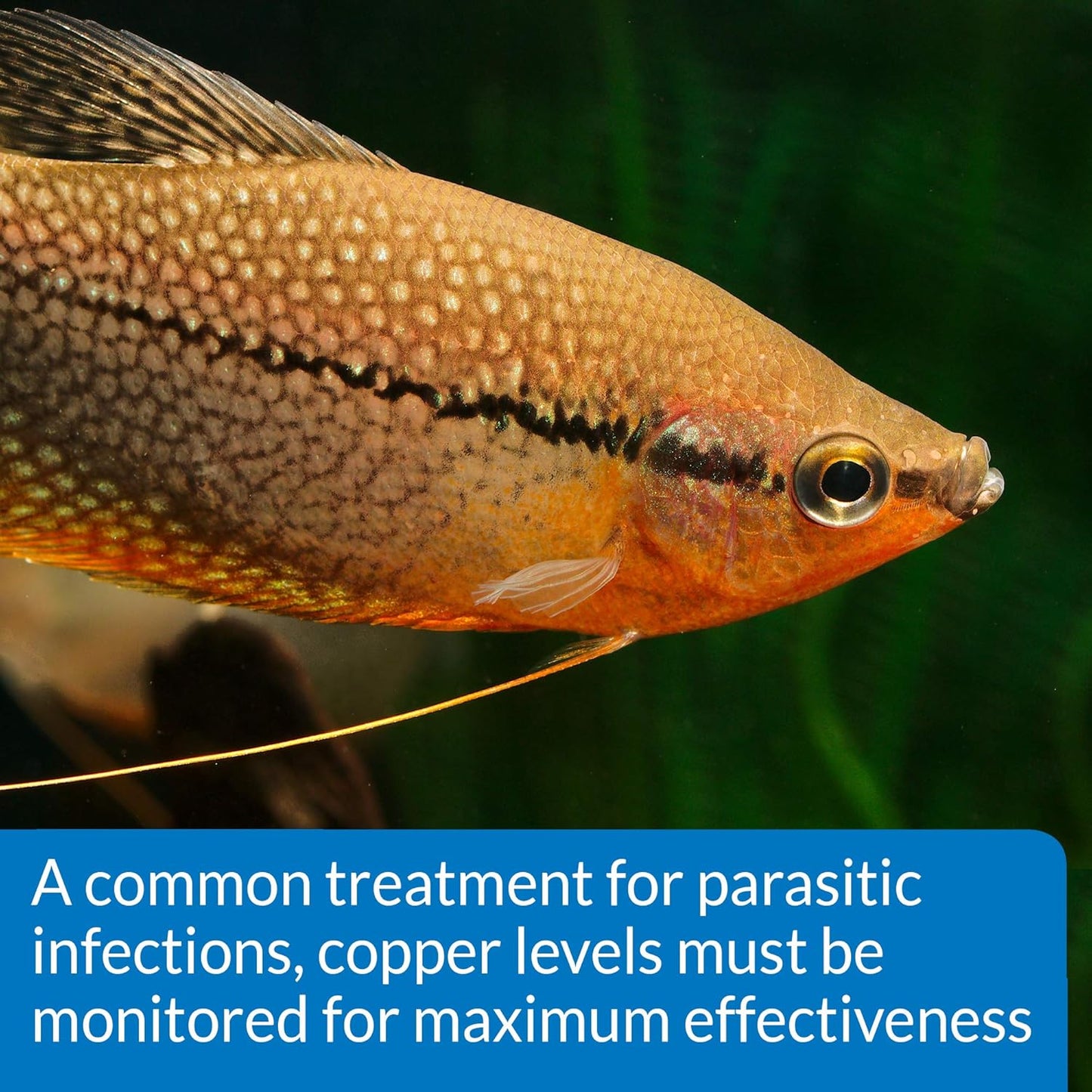 API Copper Test Kit - 90-Test Aquarium Water Analysis