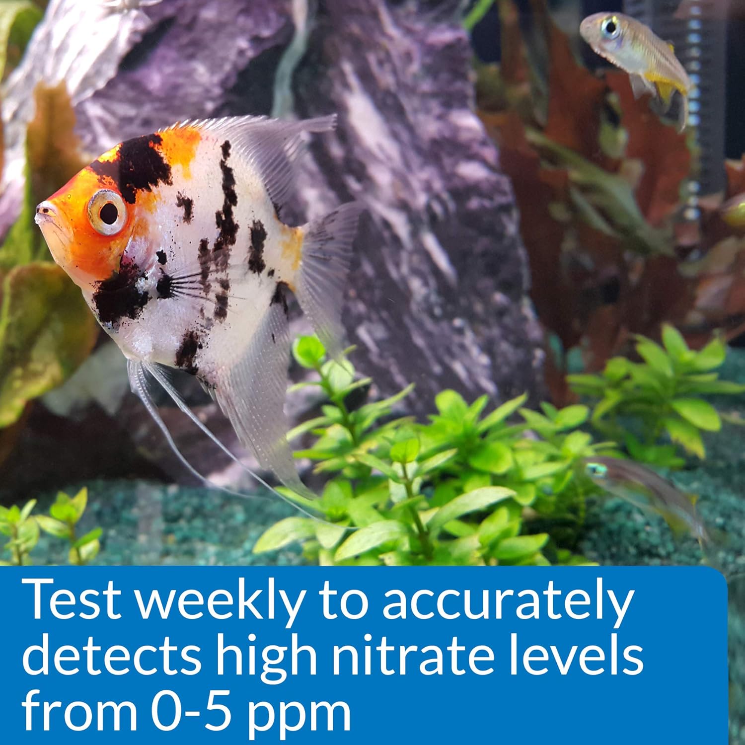 API Nitrite Aquarium Water Quality Test Kit, 150 Gram, 1 Piece