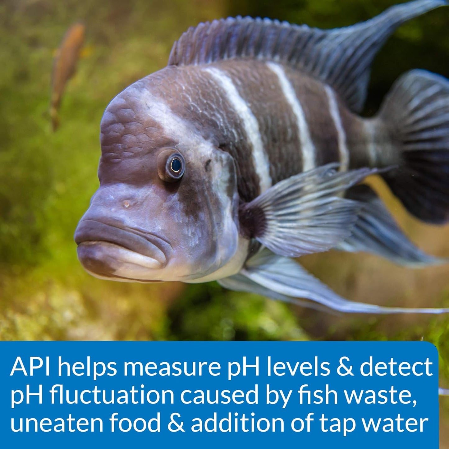 Aquarium Pharmaceuticals, Api, Mars Fishcare Api High Range Ph Test Kit for Aquariums