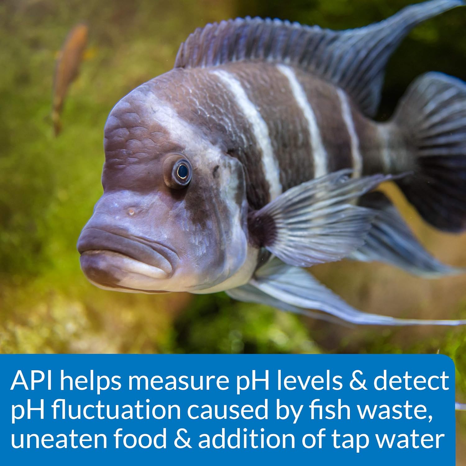 Aquarium Pharmaceuticals, Api, Mars Fishcare Api High Range Ph Test Kit for Aquariums
