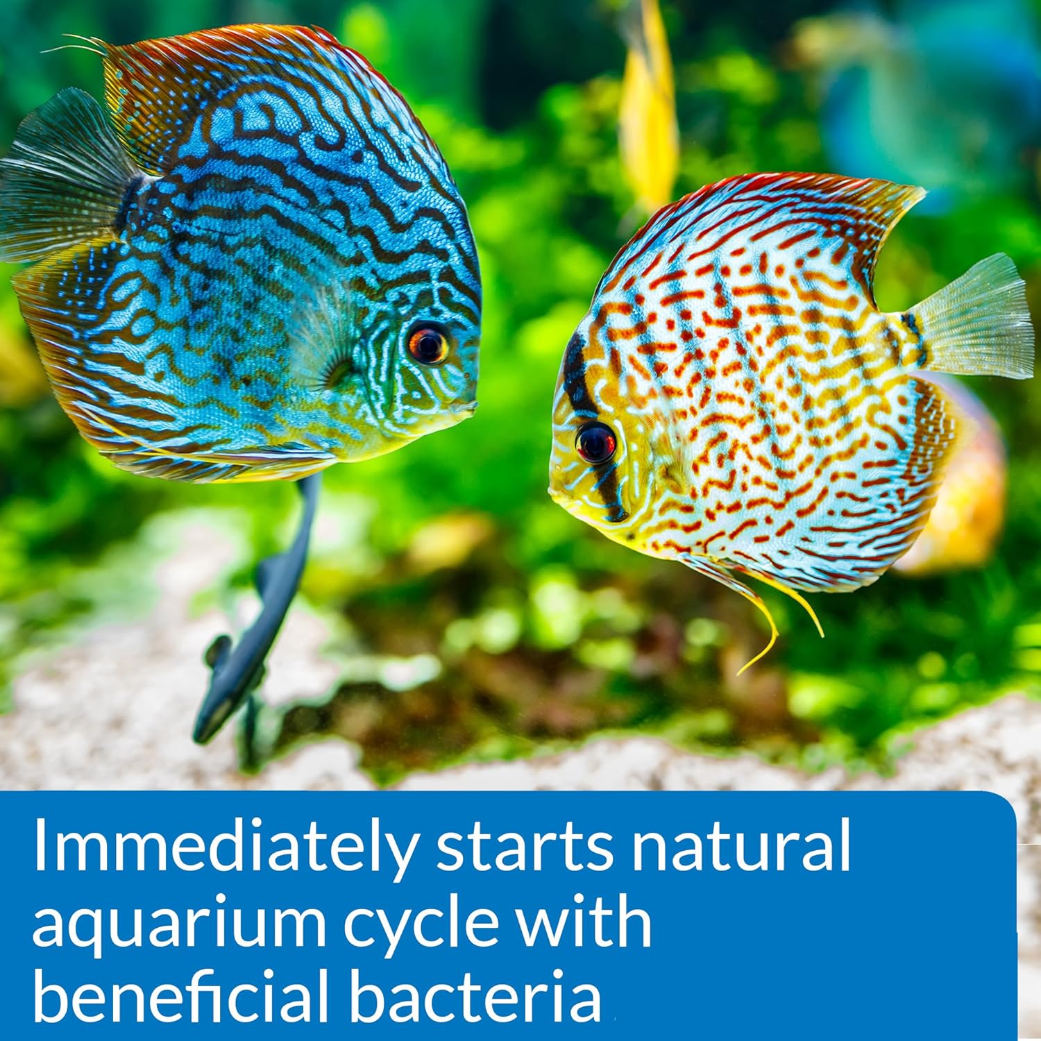 API Quick Start Freshwater and Saltwater Aquarium Nitrifying Bacteria 4-Ounce Bottle