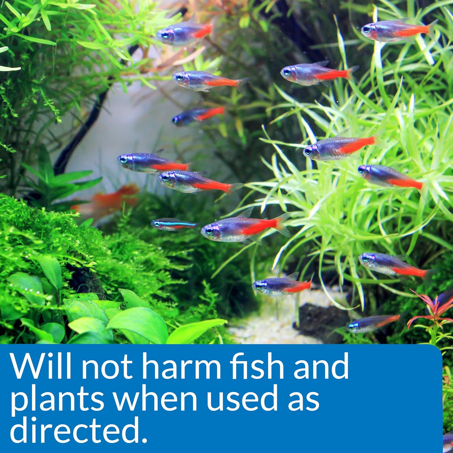 API Algaefix Algae Control (16 oz)
