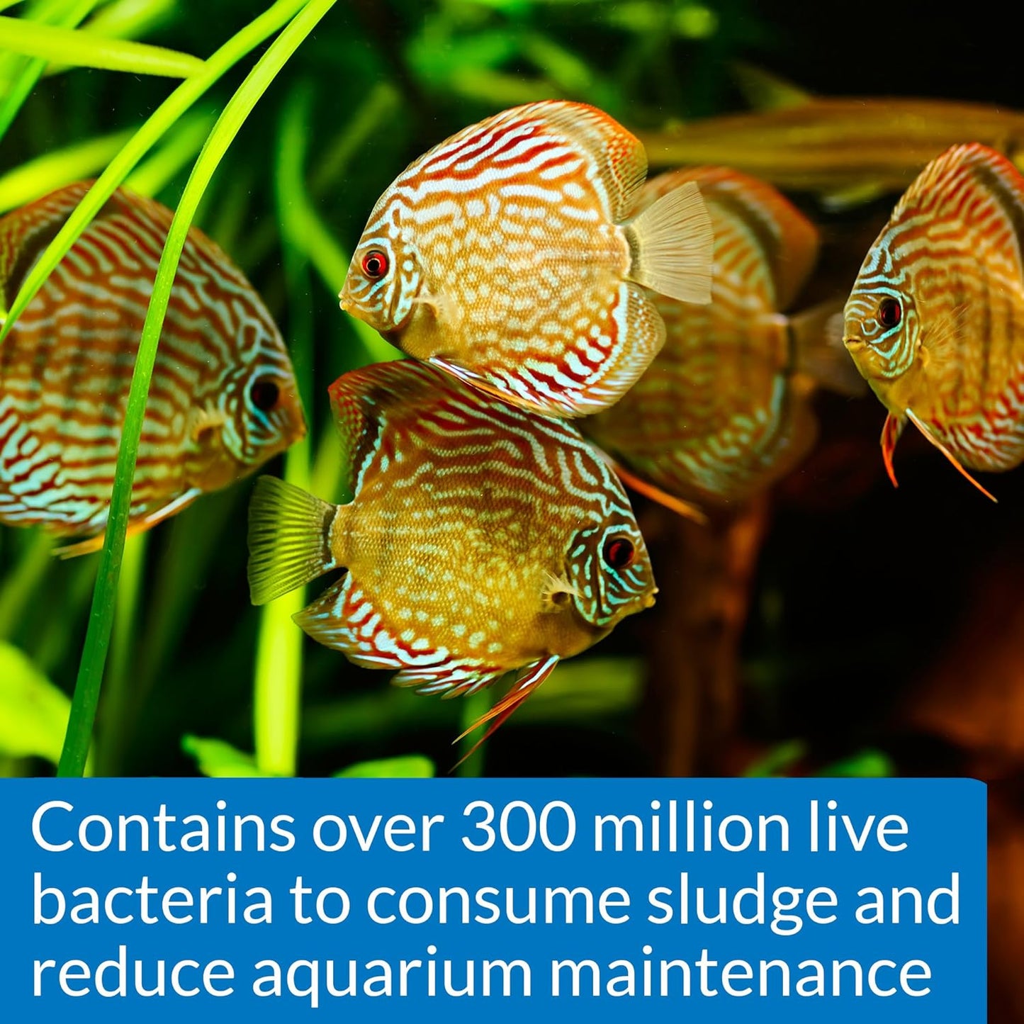 API Stress Zyme, 16 OZ / 473.18 mL