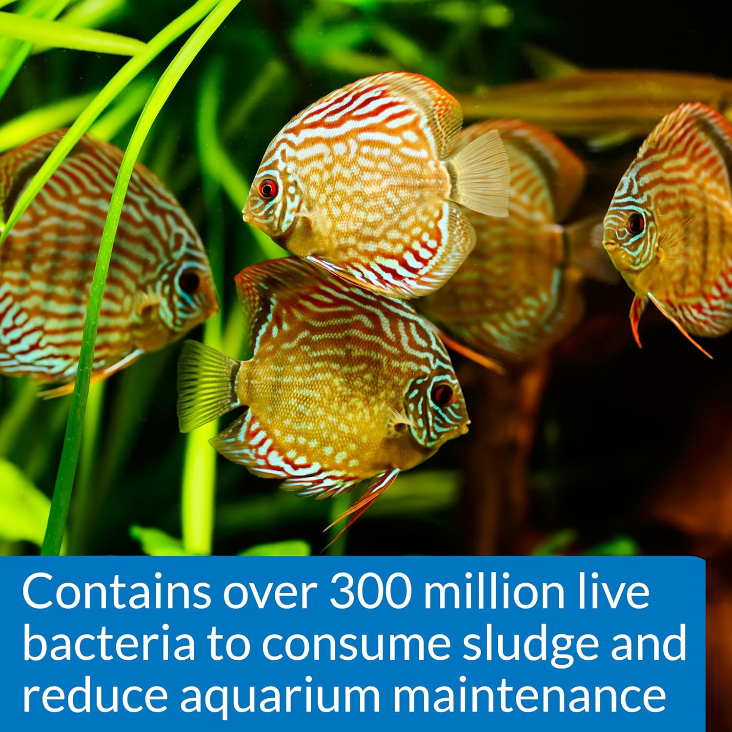 API Stress Zyme, 16 OZ / 473.18 mL